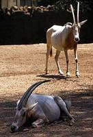 Image of: Oryx dammah (scimitar-horned oryx)