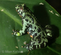 Bombina orientalis - Oriental Firebellied Toad