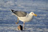 Larus cachinnans - Yellow-legged Gull
