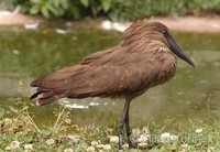 Scopus umbretta - Hamerkop