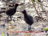 Gallinula chloropus - Common Moorhen