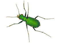 Image of: Cicindela sexguttata