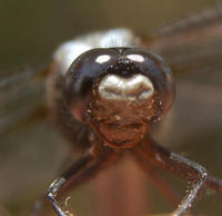 Image of: Libellula julia