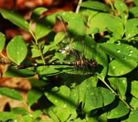 Image of: Progomphus obscurus