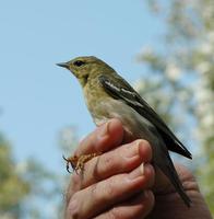 Image of: Dendroica striata (blackpoll warbler)