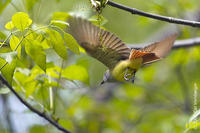 Image of: Myiarchus crinitus (great crested flycatcher)