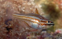 Apogon margaritophorus - Pearly Cardinalfish