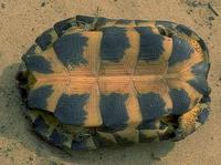 Image of: Clemmys insculpta (North American wood turtle)