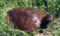Image of: Graptemys geographica (common map turtle)