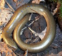 Anguis fragilis - Slow Worm