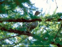 Spotted Capercaillie - Tetrao parvirostris