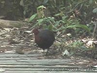 Crimson-headed Partridge - Haematortyx sanguiniceps