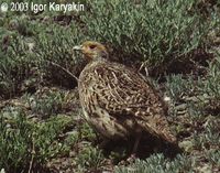 Daurian Partridge - Perdix dauurica