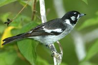 White eared Monarch