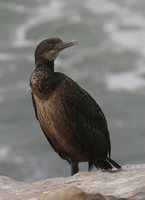 Brandt's Cormorant - Phalacrocorax penicillatus