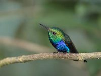 Violet-bellied Hummingbird (Damophila julie) photo