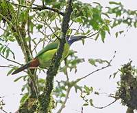 Blue-throated Toucanet (Aulacorhynchus prasinus) photo