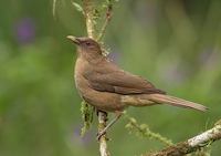 Clay-colored Robin (Turdus grayi) photo