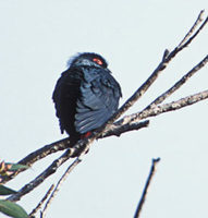 Madagascar Blue Pigeon (Alectroenas madagascariensis) photo