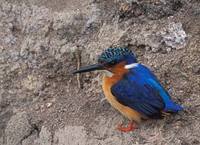 Malagasy Kingfisher (Alcedo vintsioides) photo
