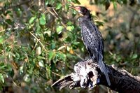 Long-tailed Cormorant - Phalacrocorax africanus