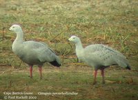 Cape Barren Goose - Cereopsis novaehollandiae