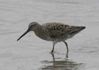 Short-billed Dowitcher - Limnodromus griseus