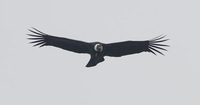 Andean Condor (Vultur gryphus) photo