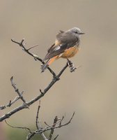 Red-rumped Bush-Tyrant (Cnemarchus erythropygius) photo