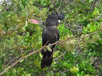 Red-tailed Black-Cockatoo - Calyptorhynchus banksii