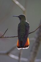 Ruby-topaz Hummingbird - Chrysolampis mosquitus