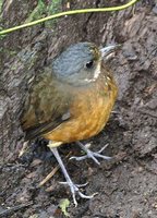 Moustached Antpitta - Grallaria alleni