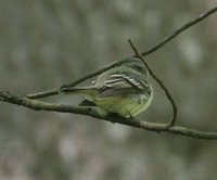 Least Flycatcher - Empidonax minimus