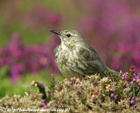 Rock Pipit - Anthus petrosus