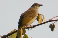 Olive-winged Bulbul - Pycnonotus plumosus