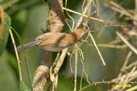 Long-billed Gnatwren - Ramphocaenus melanurus