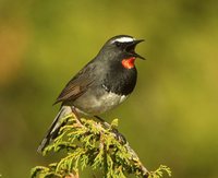 White-tailed Rubythroat - Luscinia pectoralis