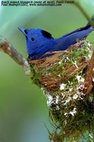 Black-naped Monarch - Hypothymis azurea