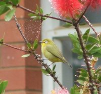 Cape White-eye - Zosterops pallidus