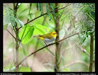 Yellow-spectacled White-eye - Zosterops wallacei