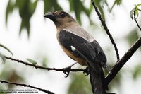 Bornean Treepie - Dendrocitta cinerascens