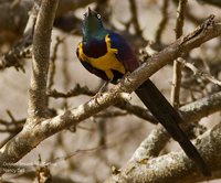 Golden-breasted Starling - Lamprotornis regius