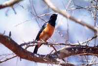 Hildebrandt's Starling - Lamprotornis hildebrandti