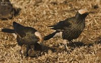 White-crowned Starling - Spreo albicapillus