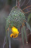 Cape Weaver - Ploceus capensis