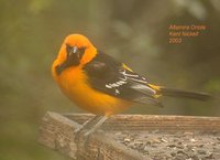 Altamira Oriole - Icterus gularis