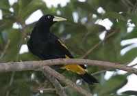 Yellow-rumped Cacique - Cacicus cela