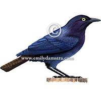 Copper-tailed Glossy-Starling Lamprotornis cupreocauda