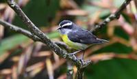 Bananaquit Coereba flaveola