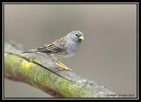 Band-tailed Sierra-Finch 1